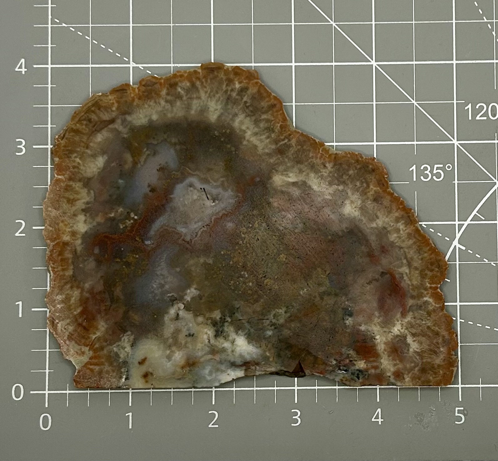 Agatized Dinosaur Coprolite